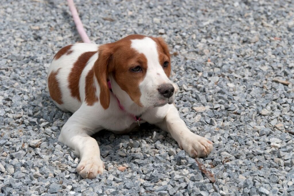 breton hund egenskaper