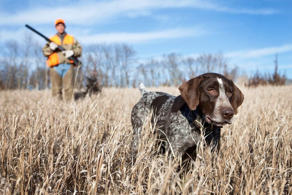 engelsk setter egenskaper