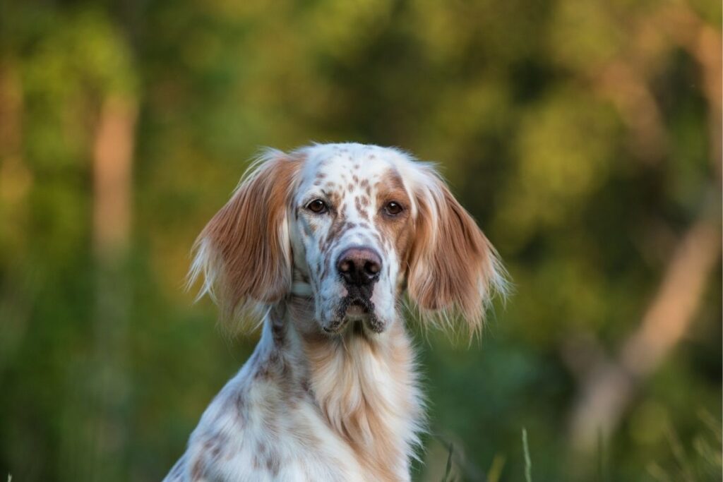 engelsk setter temperament