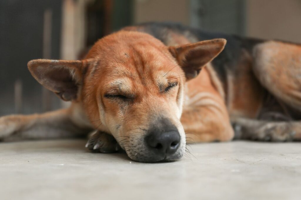 hvor lenge lever en fuglehund