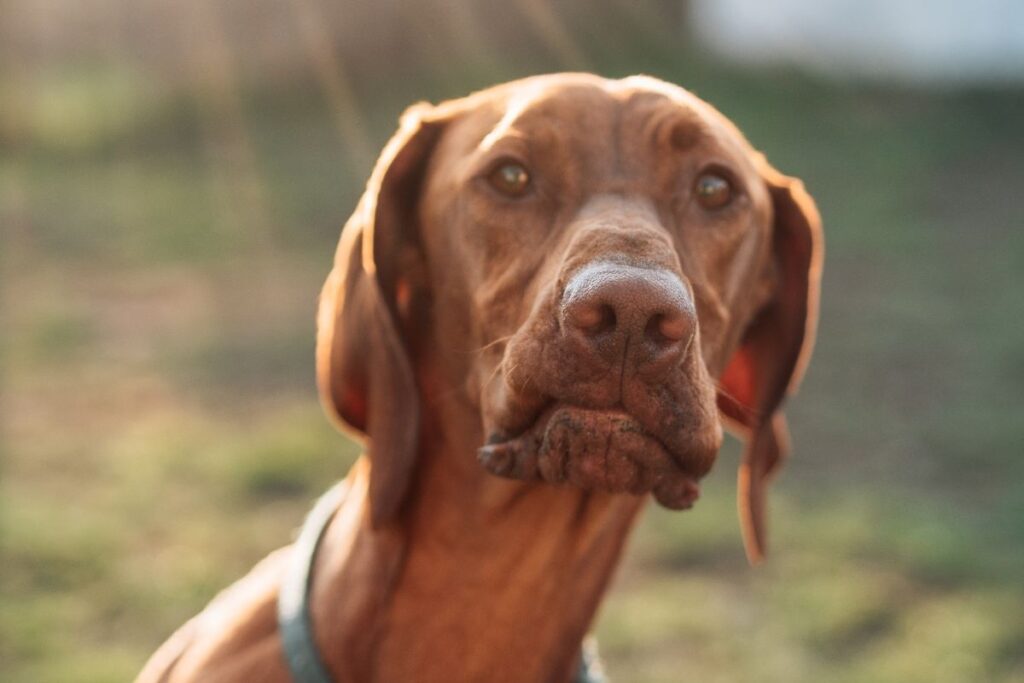pointer hund personlighet