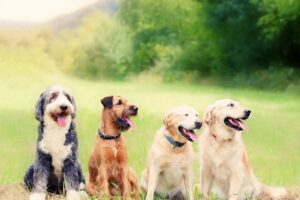 populære fuglehunder i norge