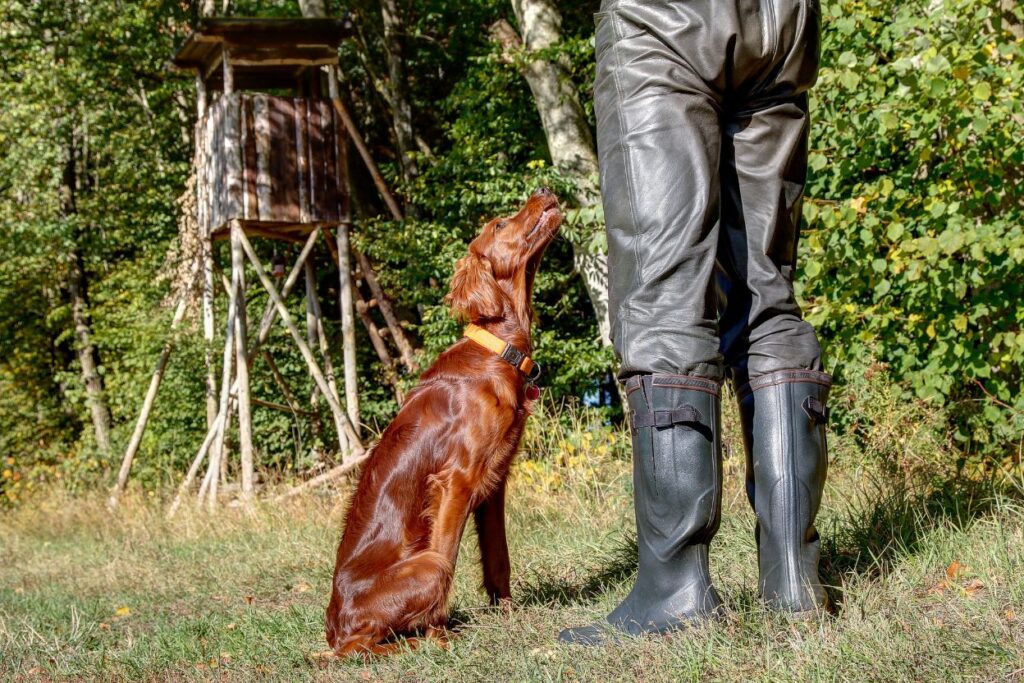 Treningsline for jakthunder